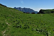 78 Discesa sul sent. 231 nei verdi pascoli dell'alta Val Vedra